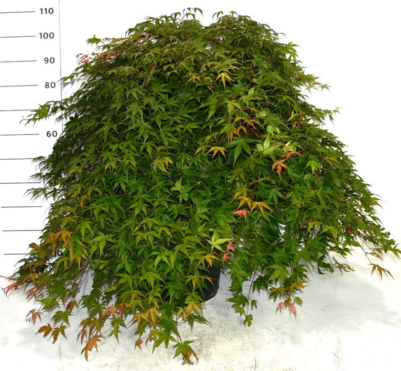 Acer pal. Cascade Ruby - 50 CM Stem C30